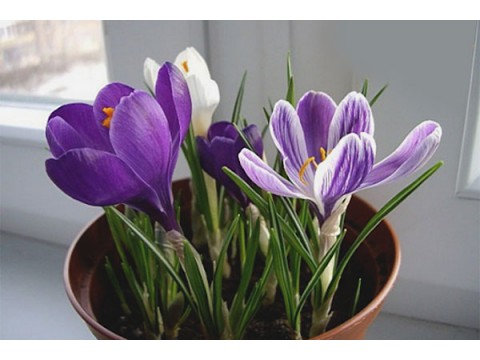 What to give for March 8?