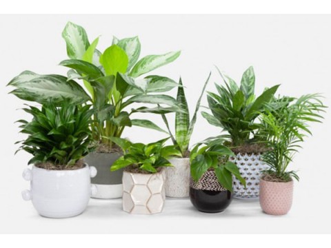 Classification of indoor plants by species