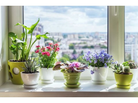 Classification of plants by care conditions