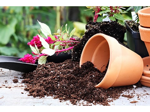 Soil and plants