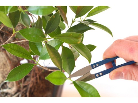 Pruning and shaping indoor plants