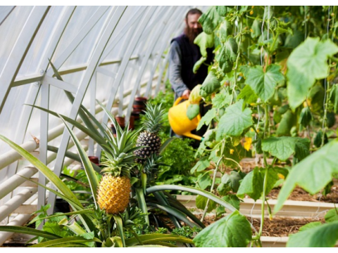 8 Exotic Plants You Can Grow at Home on a Windowsill