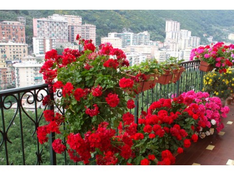 Gardening of balconies