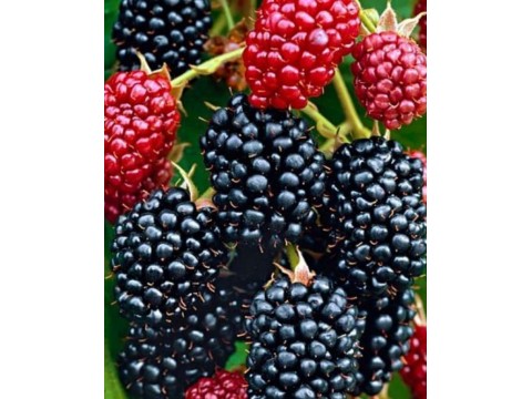 Blackberries in your garden - a tasty and healthy choice