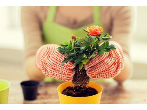 Plant transplant