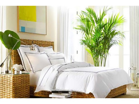 Plants for the bedroom