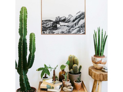 Plants in the interior