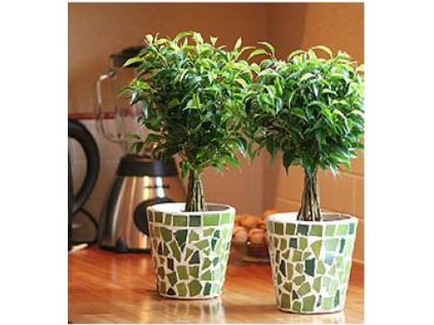 Plants in your home