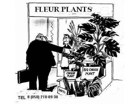 General recommendations for choosing and caring for plants