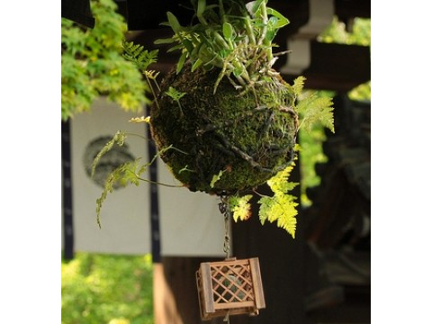 Hanging garden by Fyodor Van Der Valk. Kokedama.
