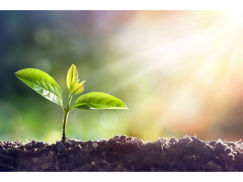 Light and plants