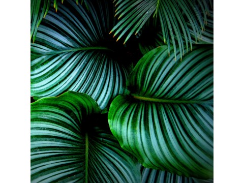 The benefits of indoor plants