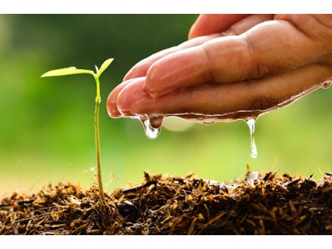 Water and plants