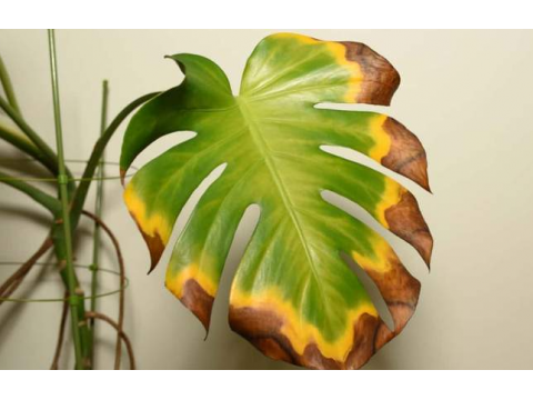 Why plant leaves turn yellow: the most common causes and solutions