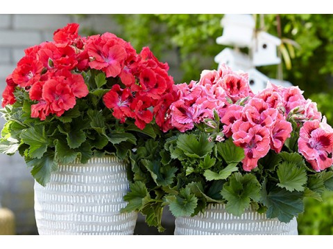 Flowering indoor plants