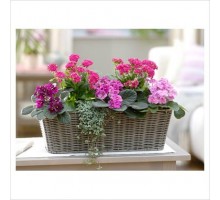 Composition with Kalanchoe