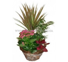 Composition with Kalanchoe "Provence"