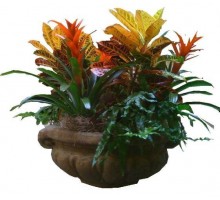 Composition with Crotons