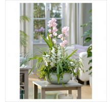 Composition with Cymbidium orchid