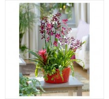 Composition with Cambria orchid