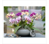 Composition with Phalaenopsis orchids