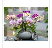 Composition with Phalaenopsis orchids