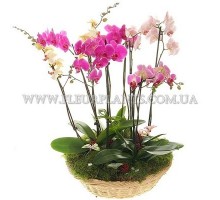 Basket with Orchids