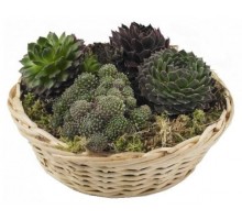 Basket with Succulents