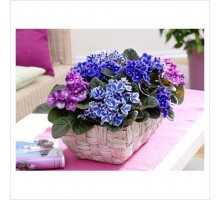 Basket with Violets