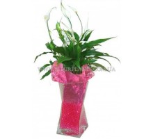 Composition Spathiphyllum in a vase