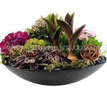 Composition "Violets and Fittonias"