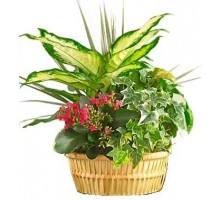 Composition with Dieffenbachia