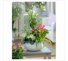 Composition with Dracaena Fragrant