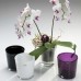 Орхидейница стеклянная Orchid Sandra Rich