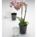 Орхидейница стеклянная Orchid Sandra Rich