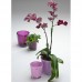 Орхидейница стеклянная Orchid Sandra Rich