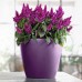 Plastic planter Classico Color Lechuza