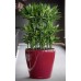 Plastic pots Classico Premium LS