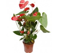 Anthurium