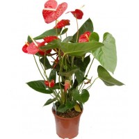 Anthurium