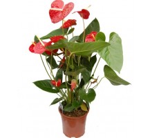 Anthurium