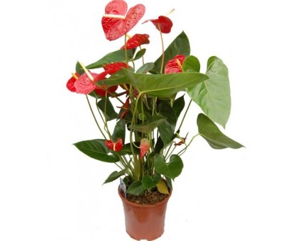 Антуриум / Anthurium
