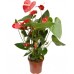 Антуриум / Anthurium