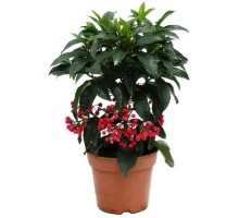 Ardisia