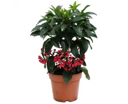 Ардизия / Ardisia
