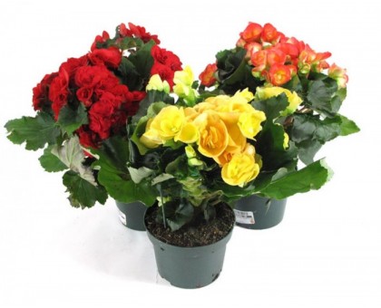 Begonia