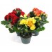 Begonia