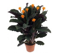 Calathea (C. crocata)