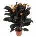 Калатея (С. crocata) / Calathea