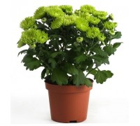 Chrysanthemum